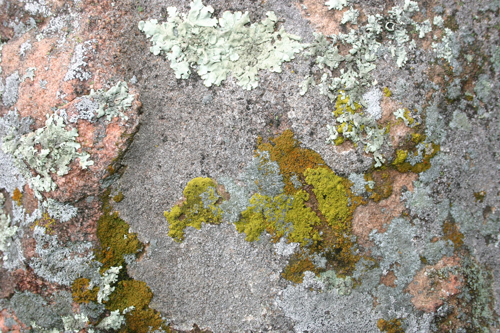 lichen8
